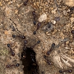 Monomorium sp. (genus) (A Monomorium ant) at Murrumbateman, NSW - 5 Feb 2021 by SimoneC