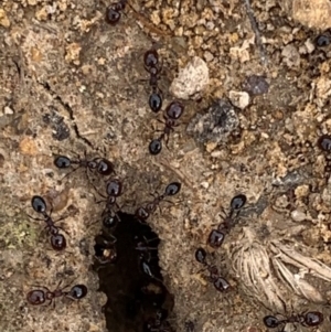 Monomorium sp. (genus) at Murrumbateman, NSW - 5 Feb 2021 04:01 PM