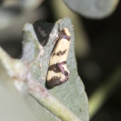 Olbonoma triptycha (Chezela Group) at Scullin, ACT - 13 Nov 2020 by AlisonMilton