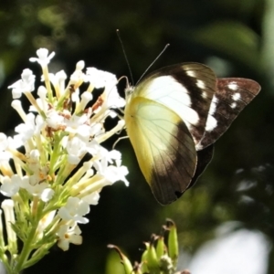 Appias paulina at Hughes, ACT - 6 Feb 2021