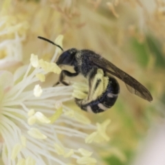 Lasioglossum (Chilalictus) sp. (genus & subgenus) (Halictid bee) at Scullin, ACT - 13 Nov 2020 by AlisonMilton