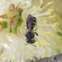 Lasioglossum (Chilalictus) sp. (genus & subgenus) at Scullin, ACT - 14 Nov 2020 10:14 AM