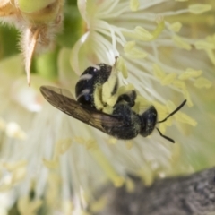 Lasioglossum (Chilalictus) sp. (genus & subgenus) at Scullin, ACT - 14 Nov 2020 10:14 AM