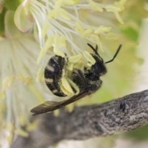 Lasioglossum (Chilalictus) sp. (genus & subgenus) at Scullin, ACT - 14 Nov 2020