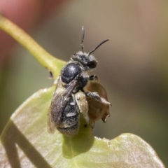 Lipotriches sp. (genus) (Halictid bee) at Scullin, ACT - 14 Nov 2020 by AlisonMilton