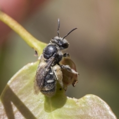 Lipotriches sp. (genus) (Halictid bee) at Scullin, ACT - 13 Nov 2020 by AlisonMilton