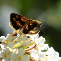 Ocybadistes walkeri (Green Grass-dart) at Hughes, ACT - 6 Feb 2021 by JackyF