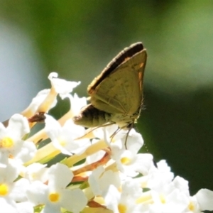 Ocybadistes walkeri at Hughes, ACT - 6 Feb 2021 01:30 PM