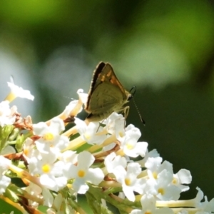 Ocybadistes walkeri at Hughes, ACT - 6 Feb 2021 01:30 PM