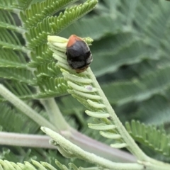 Cryptolaemus montrouzieri (Mealybug ladybird) at Murrumbateman, NSW - 3 Feb 2021 by SimoneC