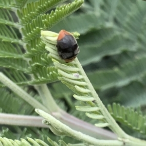 Cryptolaemus montrouzieri at Murrumbateman, NSW - 3 Feb 2021