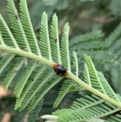 Cryptolaemus montrouzieri at Murrumbateman, NSW - 3 Feb 2021