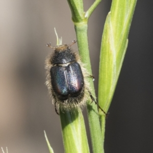 Liparetrus sp. (genus) at Scullin, ACT - 14 Nov 2020