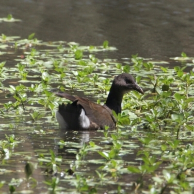 Gallinula tenebrosa (Dusky Moorhen) at Albury - 6 Feb 2021 by PaulF