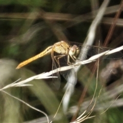 Diplacodes sp. (genus) (Percher) at Red Hill to Yarralumla Creek - 6 Feb 2021 by JackyF