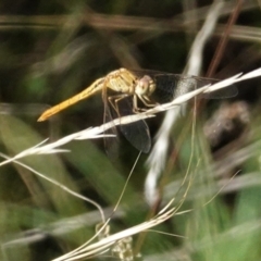 Diplacodes sp. (genus) at Deakin, ACT - 6 Feb 2021