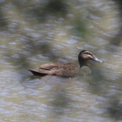 Anas superciliosa (Pacific Black Duck) at Mungabareena - 6 Feb 2021 by PaulF
