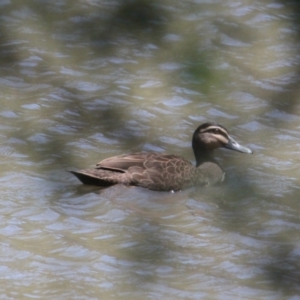 Anas superciliosa at Albury - 6 Feb 2021