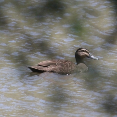 Anas superciliosa (Pacific Black Duck) at Mungabareena - 6 Feb 2021 by PaulF
