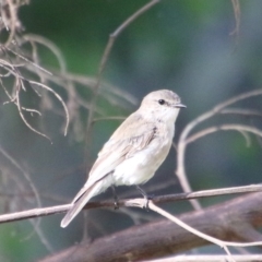 Microeca fascinans (Jacky Winter) at Broulee Moruya Nature Observation Area - 2 Feb 2021 by LisaH