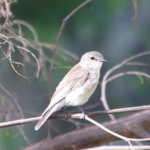 Microeca fascinans at Broulee, NSW - suppressed