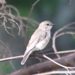 Microeca fascinans at Broulee, NSW - suppressed