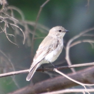 Microeca fascinans at Broulee, NSW - 3 Feb 2021