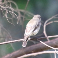 Microeca fascinans at Broulee, NSW - 3 Feb 2021