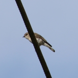 Microeca fascinans at Broulee, NSW - 3 Feb 2021