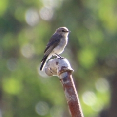 Microeca fascinans at Broulee, NSW - 3 Feb 2021