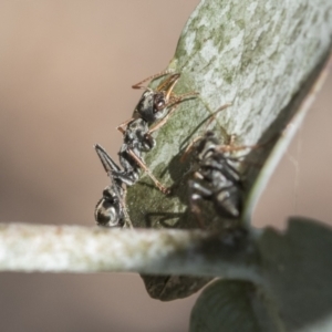 Myrmecia sp., pilosula-group at Scullin, ACT - 14 Nov 2020