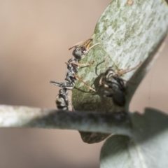 Myrmecia sp., pilosula-group at Scullin, ACT - 14 Nov 2020 08:17 AM