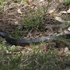 Pseudechis porphyriacus (Red-bellied Black Snake) at Mungabareena - 6 Feb 2021 by PaulF
