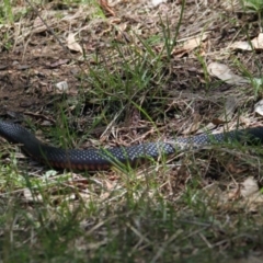 Pseudechis porphyriacus (Red-bellied Black Snake) at Albury - 6 Feb 2021 by PaulF