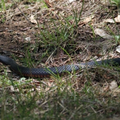 Pseudechis porphyriacus (Red-bellied Black Snake) at Mungabareena - 6 Feb 2021 by PaulF