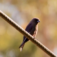 Artamus cyanopterus cyanopterus (Dusky Woodswallow) at Broulee, NSW - 2 Feb 2021 by LisaH