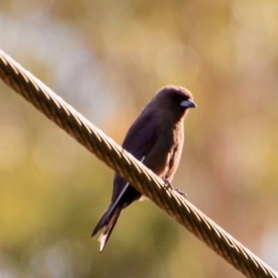 Artamus cyanopterus cyanopterus (Dusky Woodswallow) at Broulee, NSW - 2 Feb 2021 by LisaH