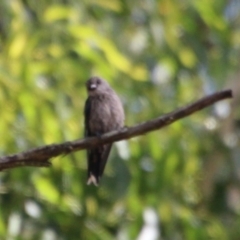 Artamus cyanopterus at Broulee, NSW - 3 Feb 2021