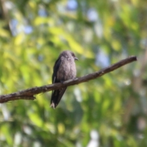 Artamus cyanopterus at Broulee, NSW - 3 Feb 2021