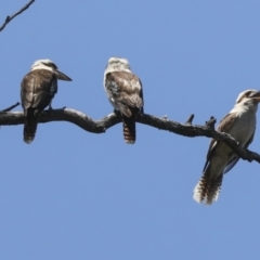 Dacelo novaeguineae (Laughing Kookaburra) at Acton, ACT - 10 Nov 2020 by AlisonMilton