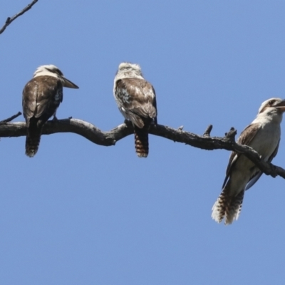 Dacelo novaeguineae (Laughing Kookaburra) at Acton, ACT - 10 Nov 2020 by AlisonMilton