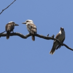 Dacelo novaeguineae at Acton, ACT - 10 Nov 2020