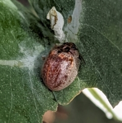 Paropsisterna m-fuscum (Eucalyptus Leaf Beetle) at Hughes, ACT - 6 Feb 2021 by JackyF