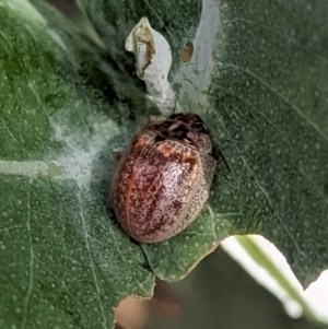 Paropsisterna m-fuscum at Hughes, ACT - 6 Feb 2021