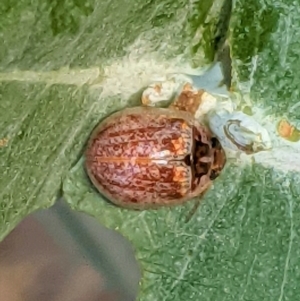 Paropsisterna m-fuscum at Hughes, ACT - 6 Feb 2021