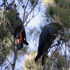 Calyptorhynchus lathami lathami (Glossy Black-Cockatoo) at Broulee Moruya Nature Observation Area - 2 Feb 2021 by LisaH