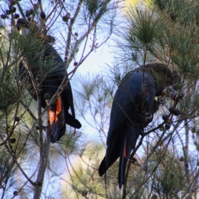 Calyptorhynchus lathami lathami (Glossy Black-Cockatoo) at Moruya, NSW - 2 Feb 2021 by LisaH