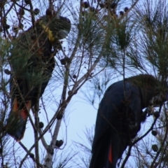 Calyptorhynchus lathami lathami at Moruya, NSW - 3 Feb 2021