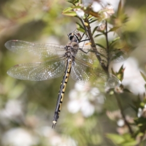 Hemicordulia tau at Acton, ACT - 10 Nov 2020