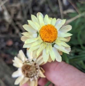 Xerochrysum bracteatum at Deakin, ACT - 6 Feb 2021 05:17 PM